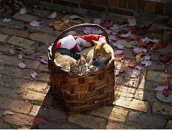 NS唱歌游戏《卡拉OK JOYSOUND》今日限时免费欢唱